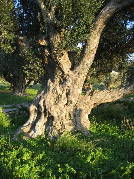 alter Olivenbaumstamm